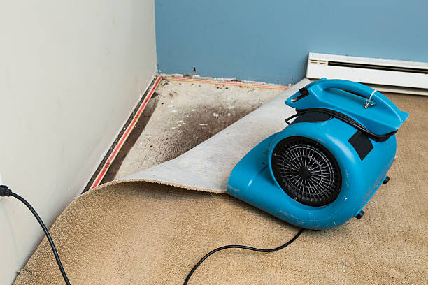Best Professional water damage repair  in Easton, MD